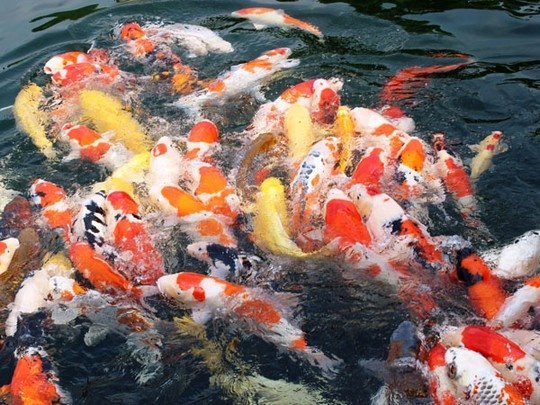 Cá koi có nhiều loại và màu sắc rất đẹp mắt, thân thiện.