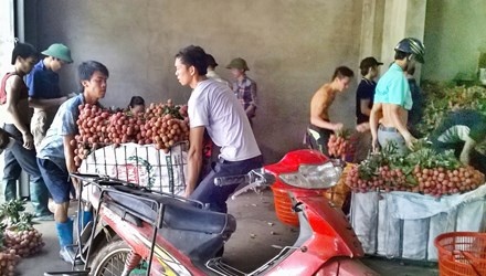 Be vai ngu gat cung kiem bac trieu moi ngay hinh anh