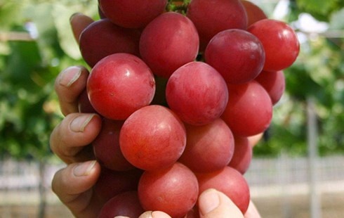 Chum nho 30 qua gia 118 trieu dong duoc trong nhu the nao? hinh anh