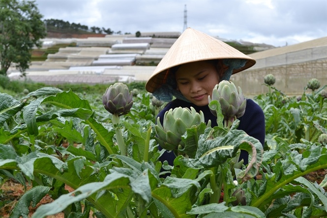 Bong atiso gia 350.000 dong/kg hinh anh