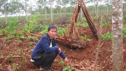 Dan Gia Lai, Kon Tum o at pha bo vuon cao su hinh anh