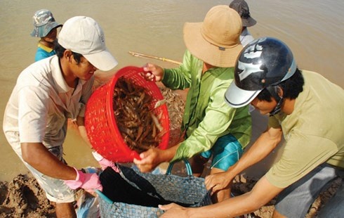 Chan cua thuong lai Trung Quoc 'gom' tom hinh anh