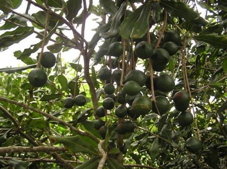 Cay 'ty do' se duoc phat trien nhu the nao? hinh anh