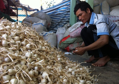 Vua toi Ly Son va uoc mo ‘sieu pham’ 5 trieu/kg hinh anh