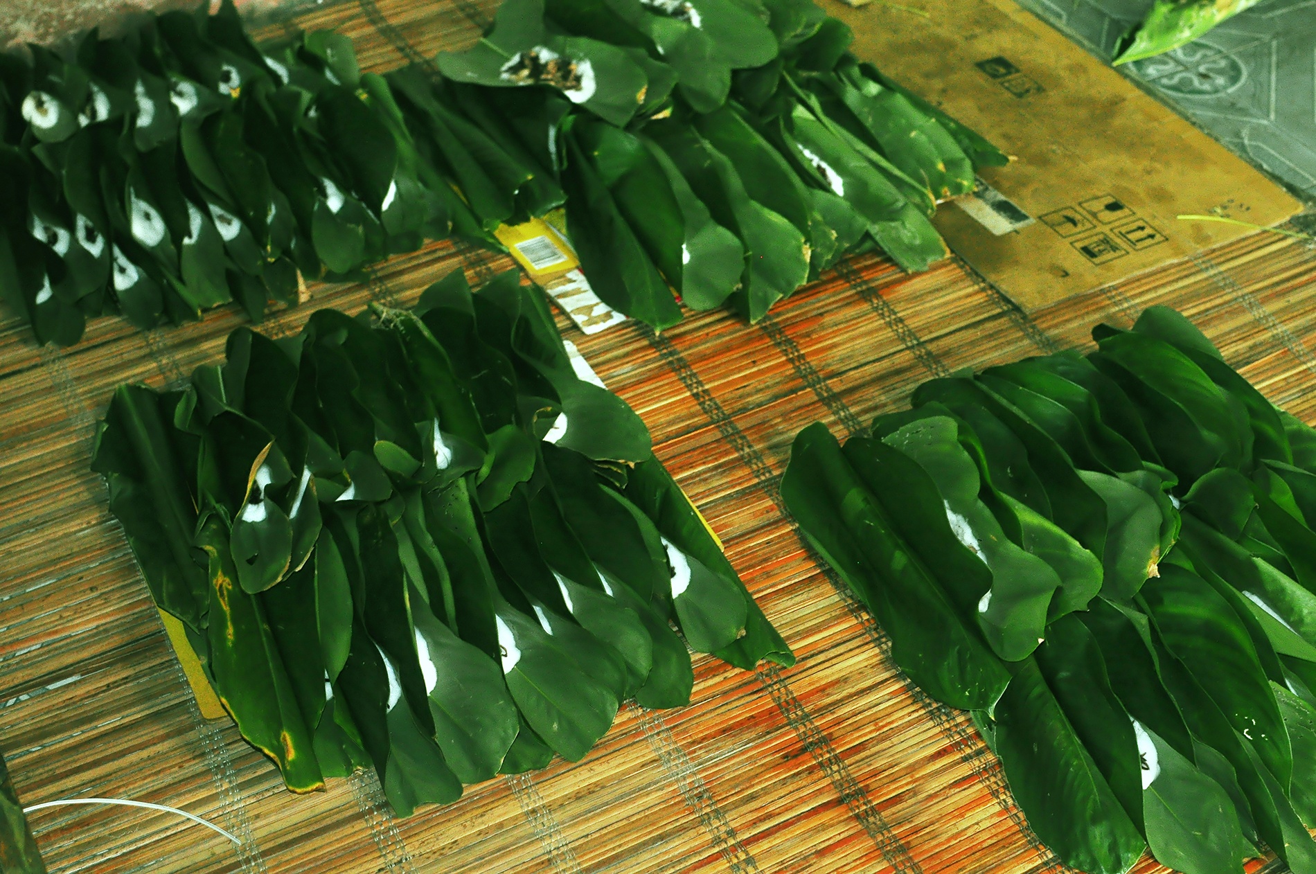 Sở dĩ được gọi là bánh tẻ vì bánh được làm từ bột gạo tẻ, dùng nhân là mộc nhĩ, hành khô, thịt lợn và được gói bằng lá dong, lá chuối. Các nguyên liệu này được bà Bình tuyển chọn kỹ càng, đặc biệt.