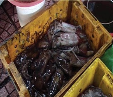 Muc la gia re 15.000 dong/kg tu dau ra? hinh anh