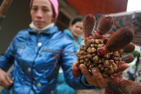 Cong khai mua ban cay duoc lieu co gen quy hinh anh