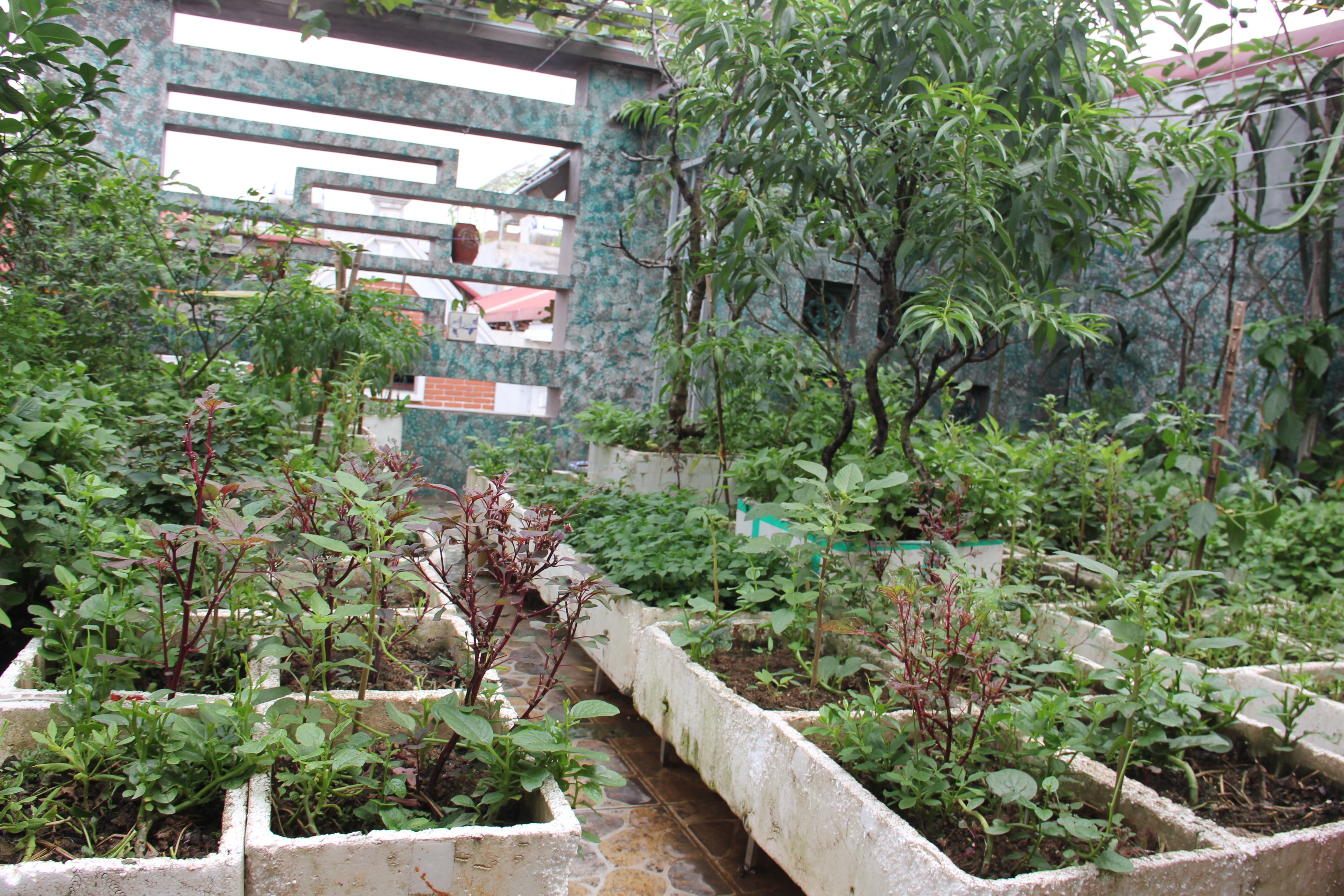 Rau tự trồng tiết kiệm lại đảm bảo an toàn cho các gia đình. Ảnh: Ngọc Lan.