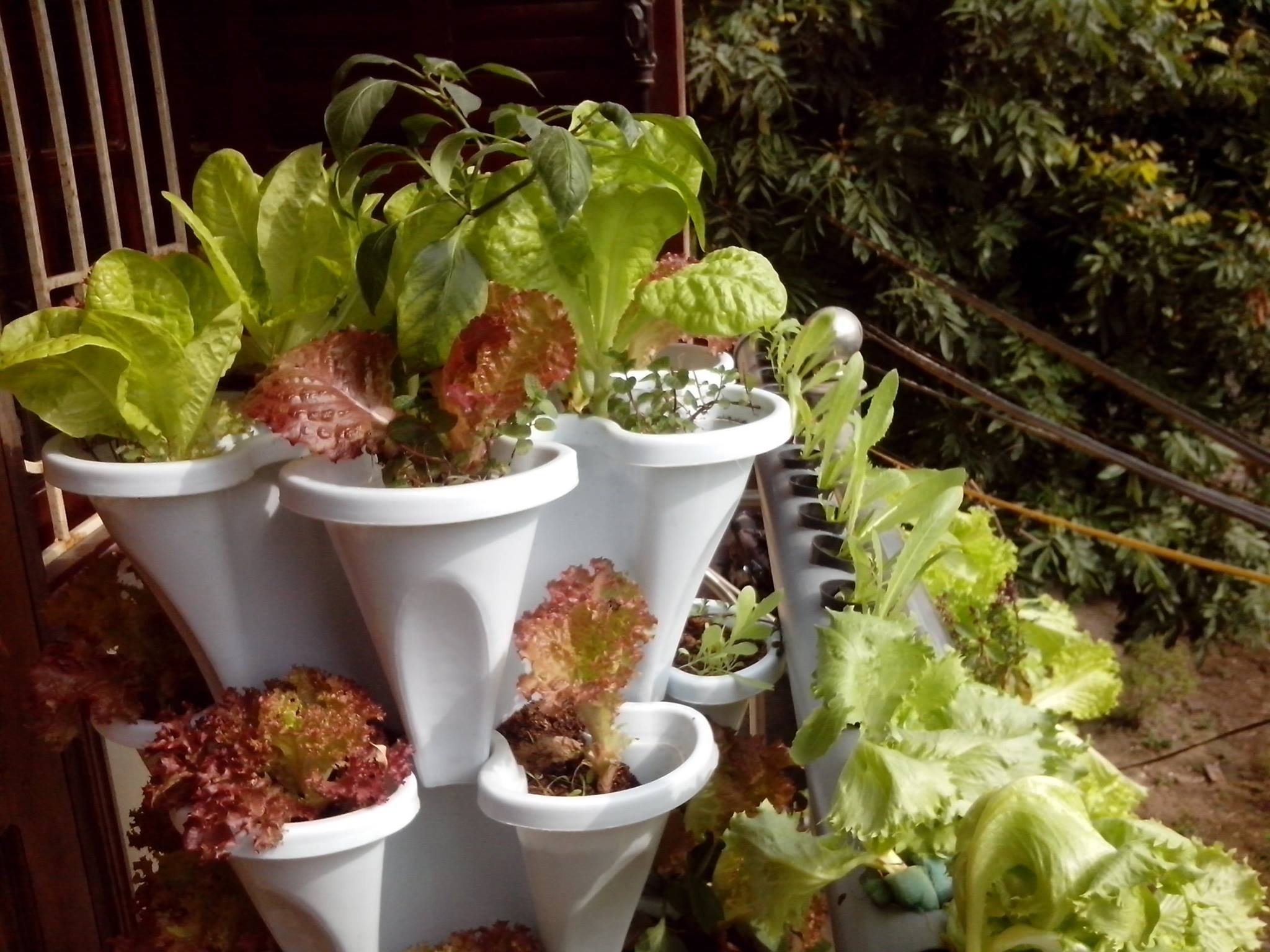 Vi sao nguoi Ha Noi chi tien trieu tu trong rau? hinh anh