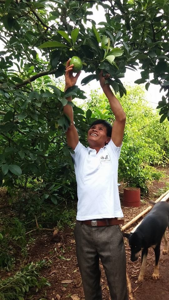 Anh Mười khẳng định, khi màu xanh của cây bơ phủ hết Tây Nguyên và nhiều tỉnh phía Bắc, cho chất lượng tốt đều, bơ Việt Nam sẽ chiếm lĩnh thị trường Nhật Bản