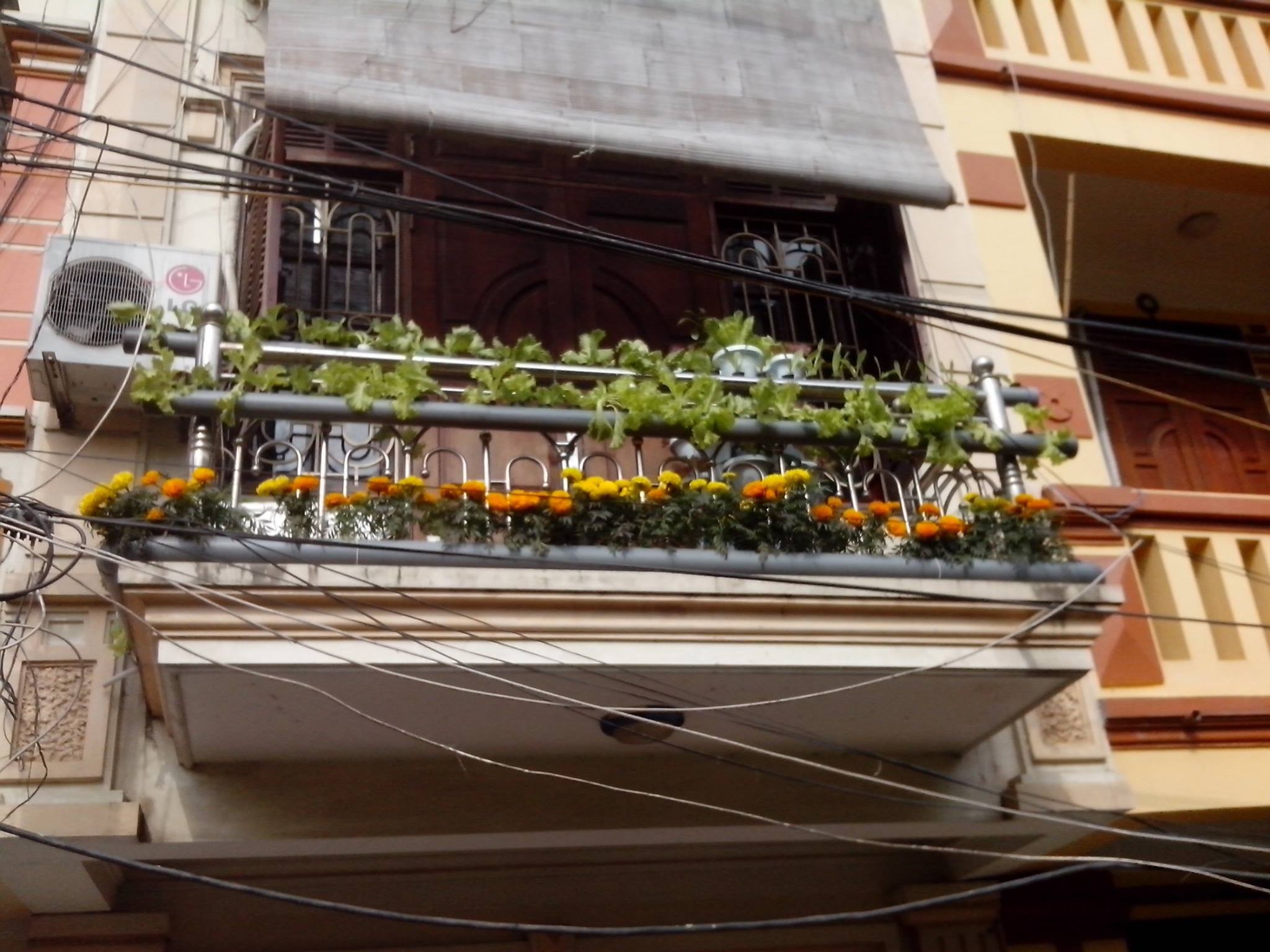 Vườn rau trên hành lang 2m2 nhà anh Biết. (Ảnh: Ngọc Lan)