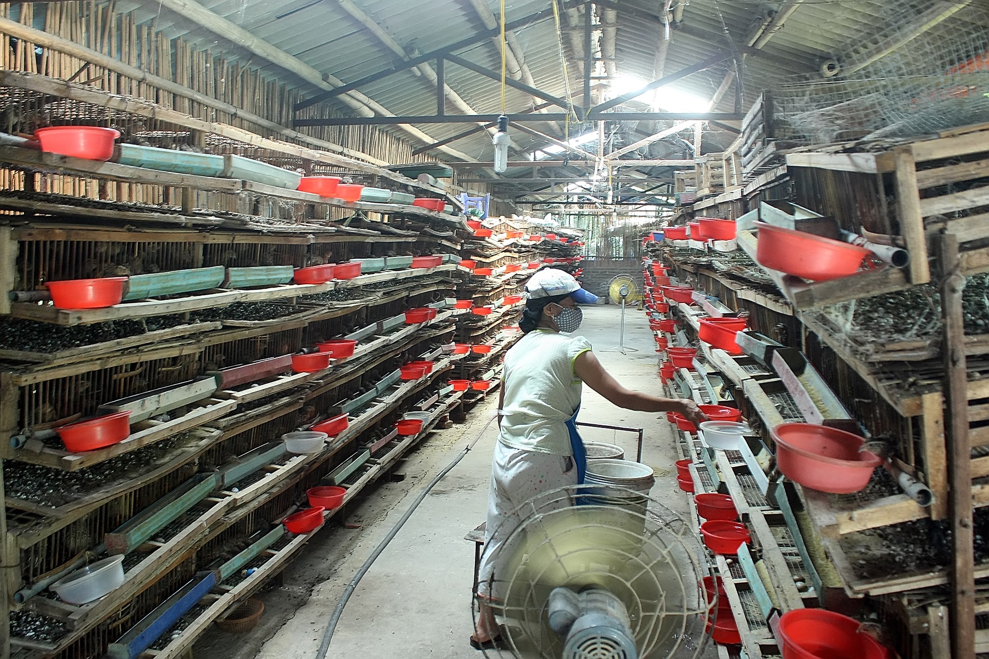 Thanh trieu phu nong dan nho nuoi chim cut hinh anh