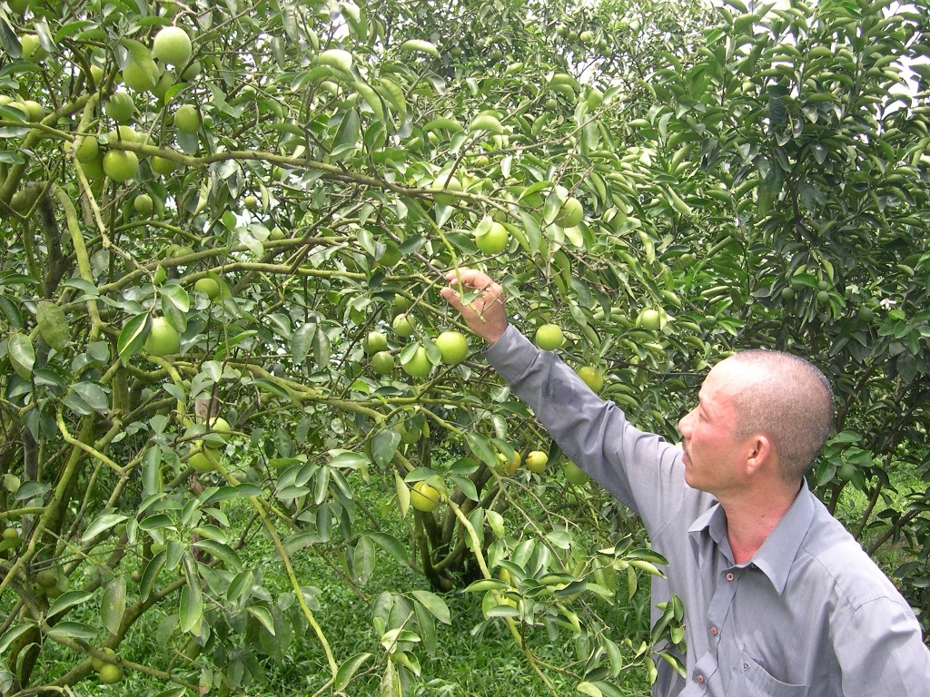 Theo thống kê, diện tích cam xoàn của huyện Long Mỹ - Hậu Giang khoảng 50 ha và số lượng trồng mới đang tăng nhanh.