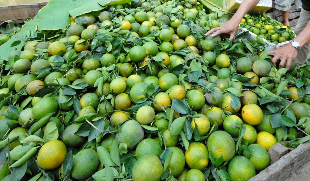 Nhiều nhà vườn ở huyện Lai Vung cho biết, nông dân các tỉnh lân cận của đồng bằng sông Cửu Long, miền Đông và cả kiều bào ở Campuchia... sang đặt giống với số lượng rất lớn.