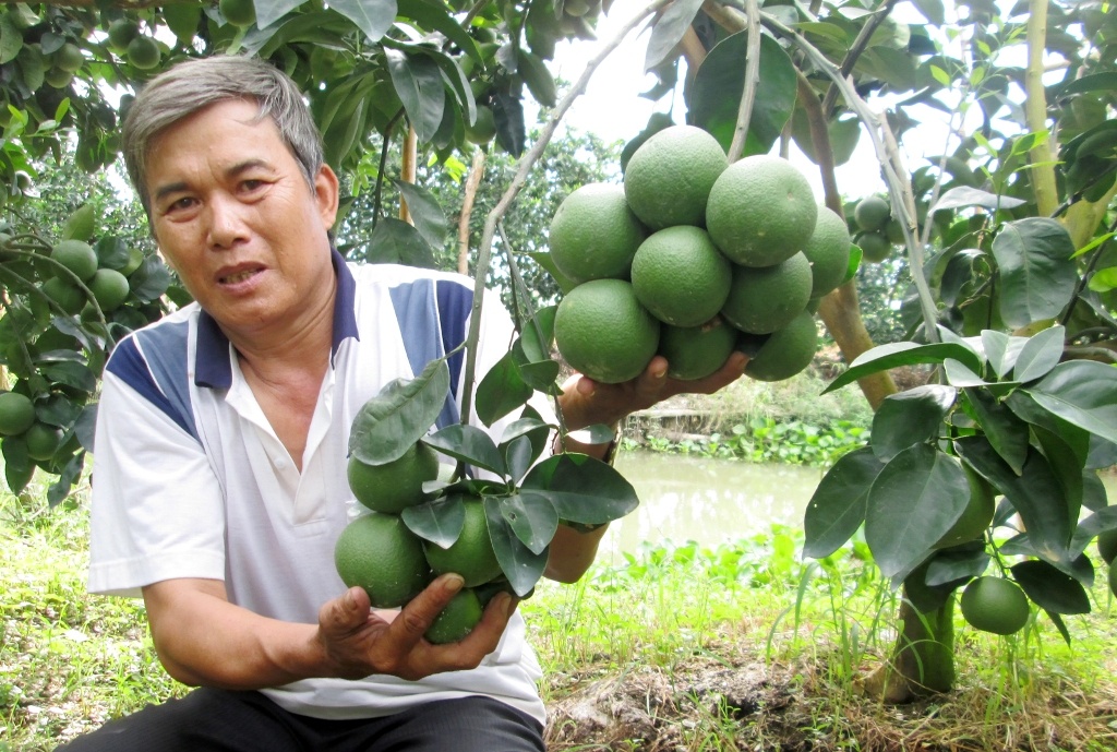 Ông Nguyễn Văn Đen, ở ấp 2, xã Long Trị, huyện Long Mỹ (Hậu Giang) trồng 1,3 ha cam xoàn cho biết: “Giá cam xoàn luôn đứng ở mức cao từ 27.000 đến 40.000 đ/kg. Từ khi trồng đến thu hoạch khoảng 2 năm”.