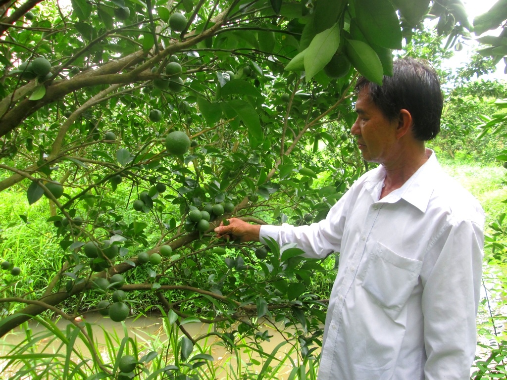 ….Còn ông Dương Văn Do, ở ấp Xẻo Cao A, xã Thạnh Xuân, huyện Châu Thành A, (Hậu Giang), trồng 5 công cam xoàn cho biết: “Cam xoàn mỗi năm cho thu hoạch được 2 đợt trái. Từ khi ra bông đến khi thu hoạch khoảng 9 tháng. Trung bình từ 3 đến 4 trái/kg, trừ chi phí lãi 400 triệu đồng/năm”.