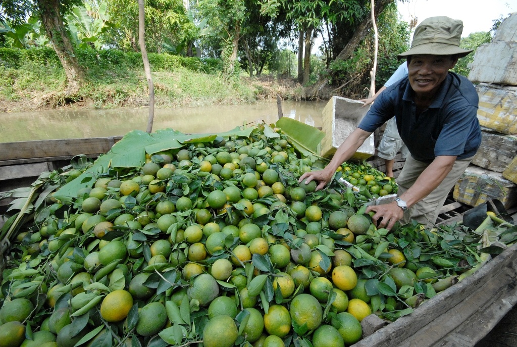 Trồng 1ha lúa lợi nhuận không bằng 1 tấn cam xoàn. Chi phí đầu tư cho 1 công cam từ 10 đến 15 triệu đồng, ông Đen nói.