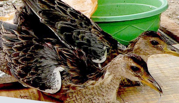 Gac cum num bang bang ghi am, thu tien trieu moi dem hinh anh