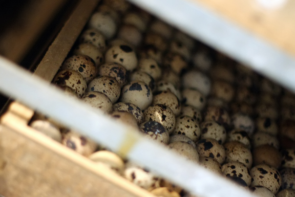 Nuôi chim cút lấy trứng và thịt từ lâu đã là ngành nghề chính của các hộ nông dân Xã Đại Mạch, huyện Đông Anh, Hà Nội. Những năm gần đây, nghề này đã mang lại hiệu quả kinh tế lớn cho người nông dân, phần nào giúp xã Đại Mạch hoàn thành được các chủ trương xóa đói giảm nghèo. Trong các hộ gia đình nuôi chim cút nhiều tại xã Đại Mạch có gia đình anh Chiến ở thôn Đại Đồng. Nhà anh đang nuôi khoảng 15.000 chim cút trưởng thành, mỗi ngày gia đình thu được khoảng 13.000 trứng cút cung cấp cho các lò ấp và thị trường thực phẩm quanh Hà Nội.