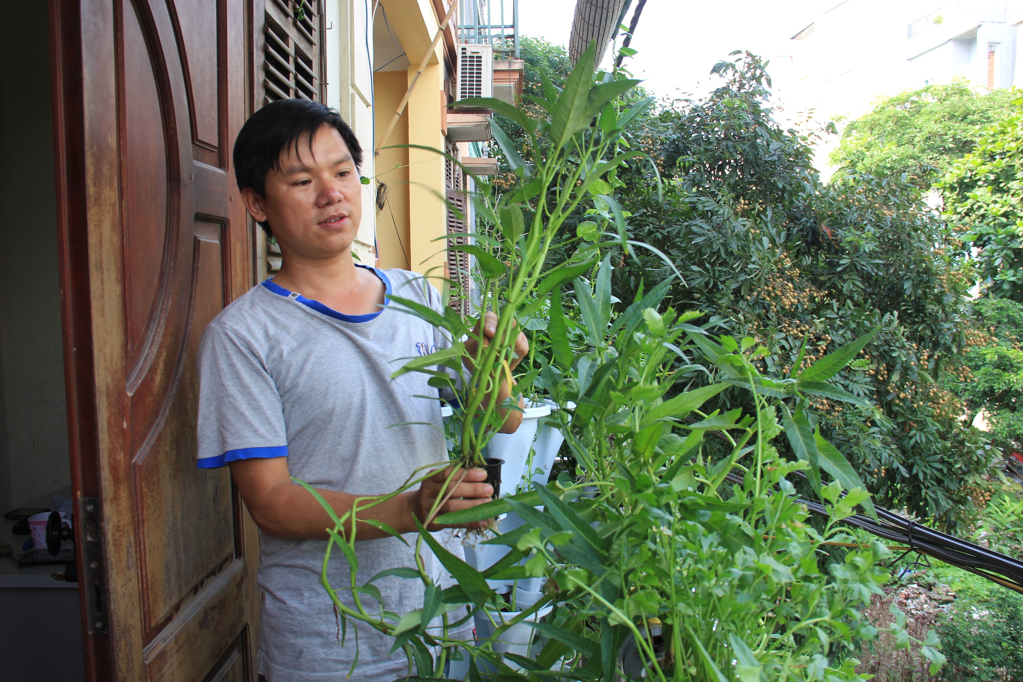 Du rau an nho vuon di dong 2 m2 tren ban cong hinh anh