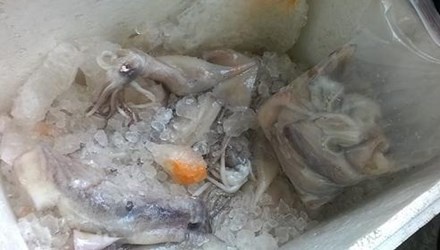 Mực ống được ướp đá với hóa chất lạ màu gạch cua.