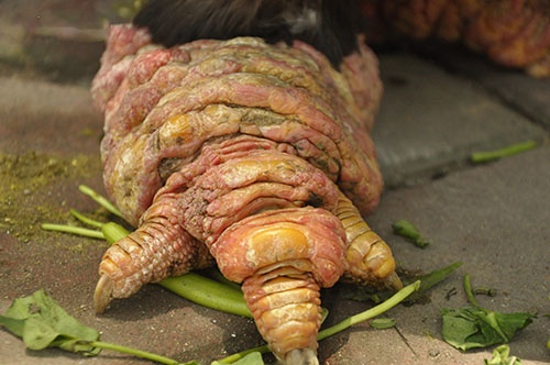 Nhung mon an doc dao, gia dat do o Viet Nam hinh anh