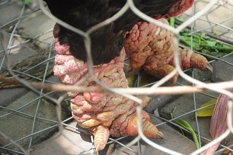 500.000 dong mot chiec chan ga o quan nhau Ha Noi hinh anh