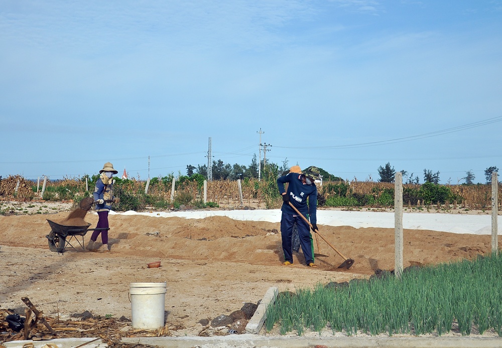 Bên những ruộng hành đã lên màu xanh, người dân đang làm đất để chuẩn bị cho mùa trồng tỏi sắp tới.