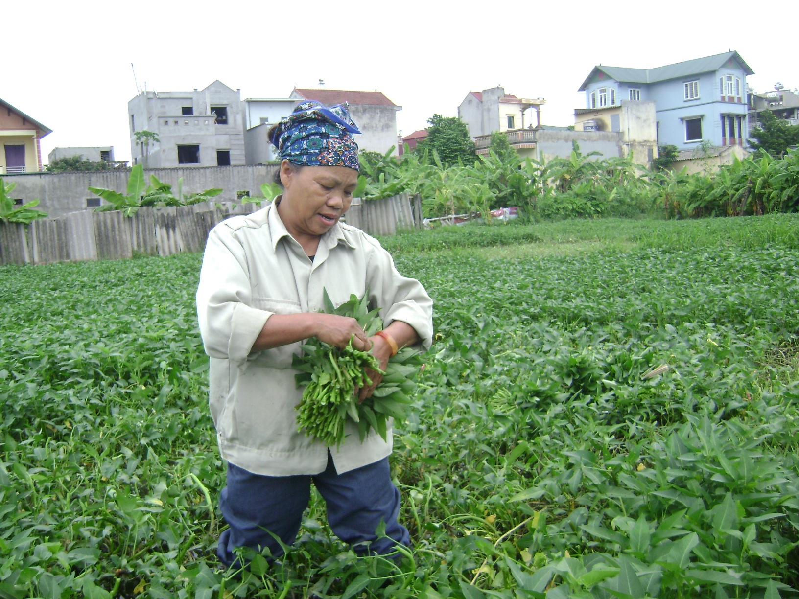 Kiem tien trieu tu rau muong 2.500 dong mot mo hinh anh