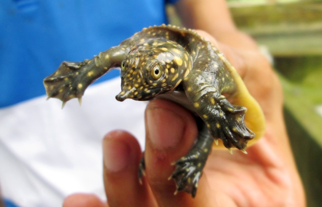 Nua trieu dong mot con cua dinh giong o mien Tay hinh anh