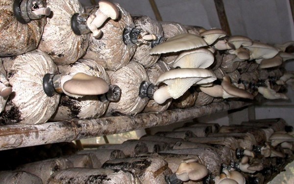 Dau tu trong nam bao ngu xam thu lai 100 trieu dong hinh anh