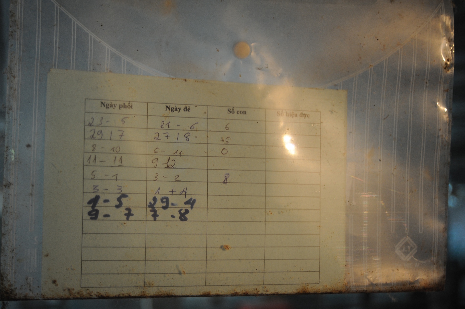 Để dễ quản lý, trên mỗi ô ông đều đánh dấu theo dõi thời gian sinh trưởng, phát triển, lịch phối giống của thỏ, có quy định thời gian cho thỏ ăn và vệ sinh chuồng trại.