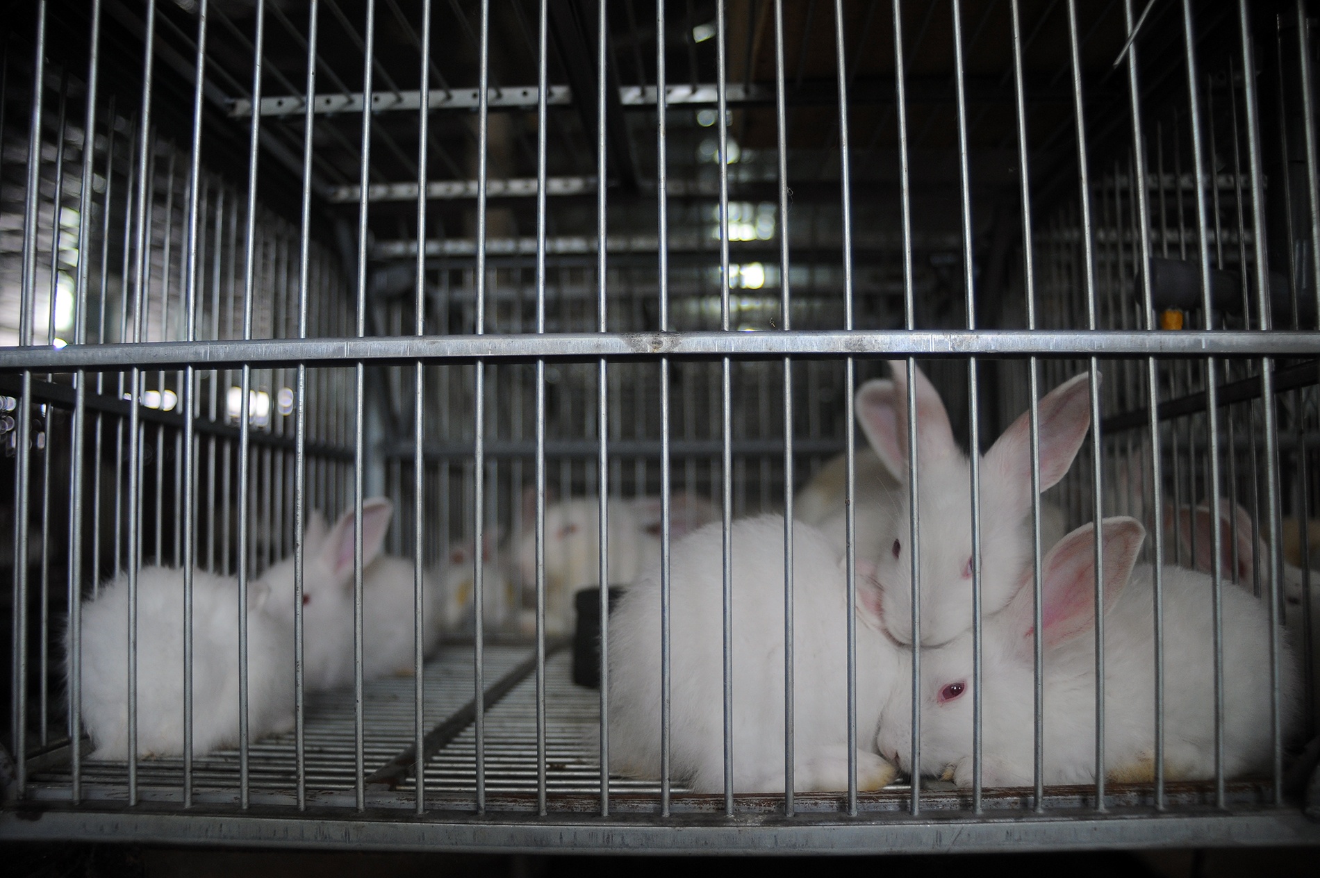 Ông đúc​ rút ra được rằng chỉ có con Thỏ là con vật nuôi phù hợp để phát triển bền vững và mang lại giá trị kinh tế lớn.