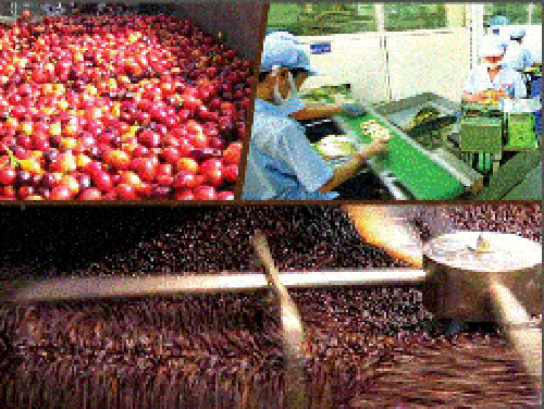 Dau an cua Masan tai Vinacafe hinh anh