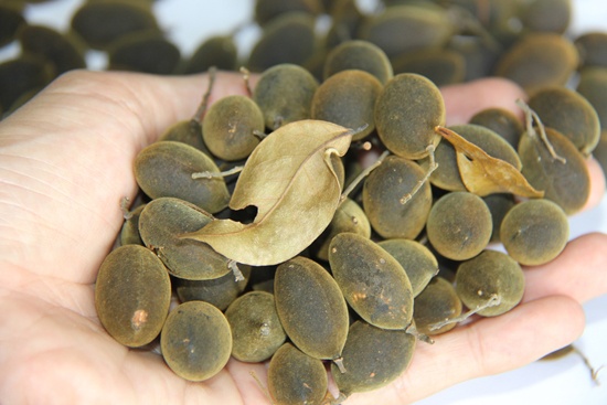 Quang Ngai: Trai xay rung vao vu thu hoach hinh anh