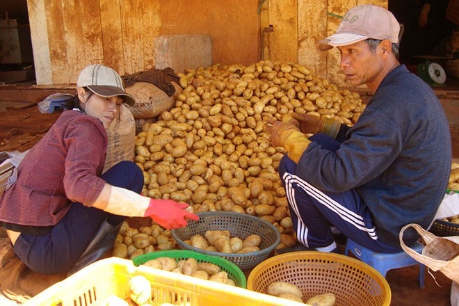 Khoai tây TQ được “mặc áo” công khai tại chợ nông sản Đà Lạt.