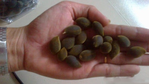 Trái xay thường được hái ở cây trên rừng vùng Phú Yên, Ninh Hòa, Quảng Ngãi. 