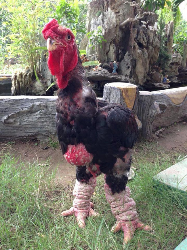 Đây là một chú gà Đông Tảo trong gia đình anh Lê Minh Chính được khách mua với giá 27 triệu đồng.