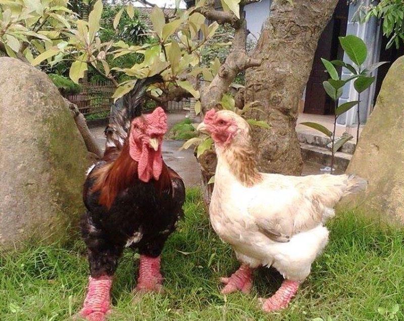 Cặp gà Đông Tảo bố mẹ to khỏe.