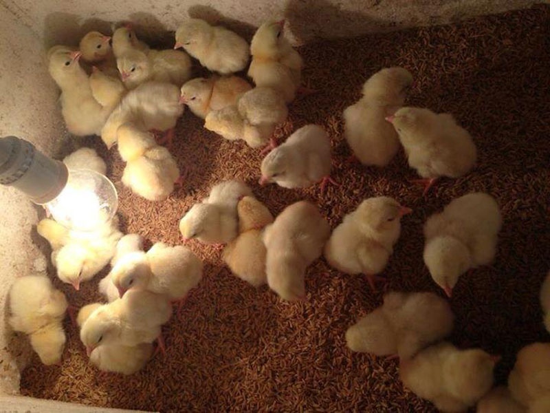 120.000 dong/con ga Dong Tao 1 ngay tuoi hinh anh