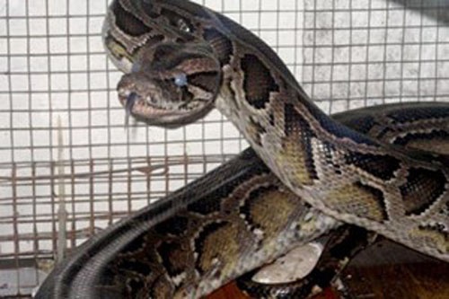 Hoc su pham nhung gioi kiem tien tu bo cau, tran hinh anh