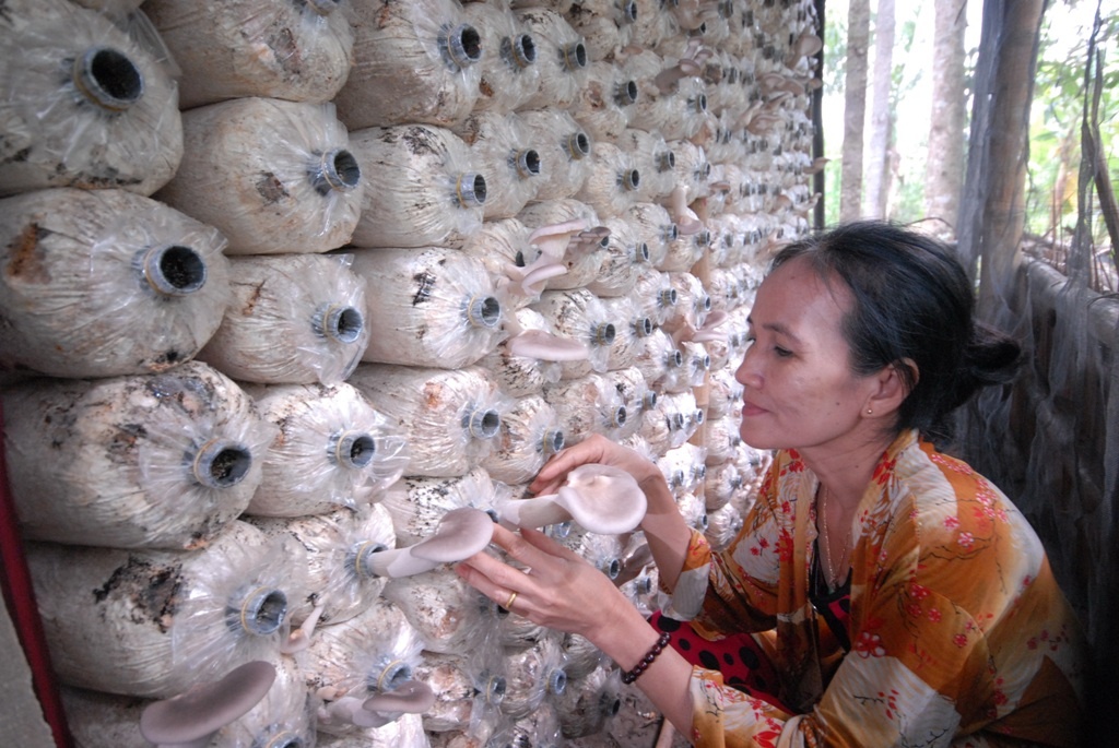 Trong nam bao ngu o mien Tay, thu gan nua ty moi nam hinh anh