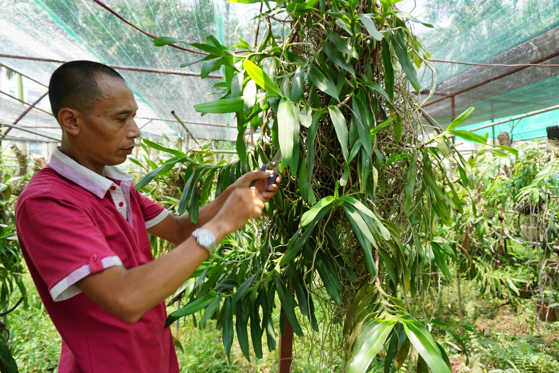 'Dai gia' si tinh voi hoa lan o dat Ha thanh hinh anh