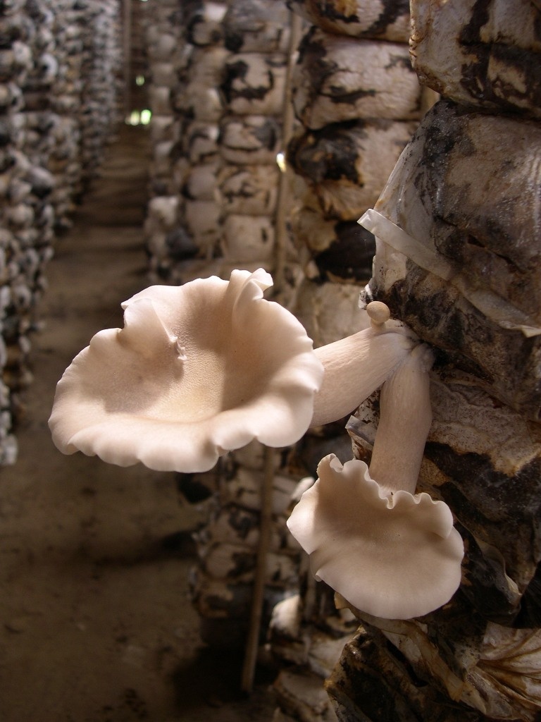 Bình quân mỗi bịch phôi giống có thể cho từ 300 – 600 gram nấm/vụ.