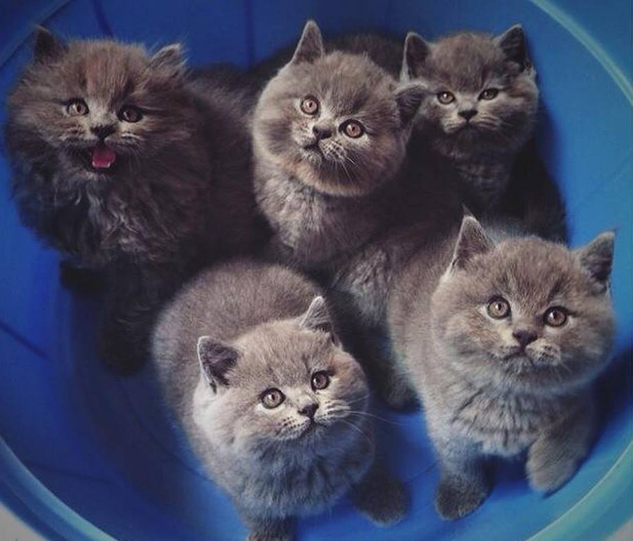 Co ngoi meo Tay nua ty dong cua cau sinh vien 21 tuoi hinh anh