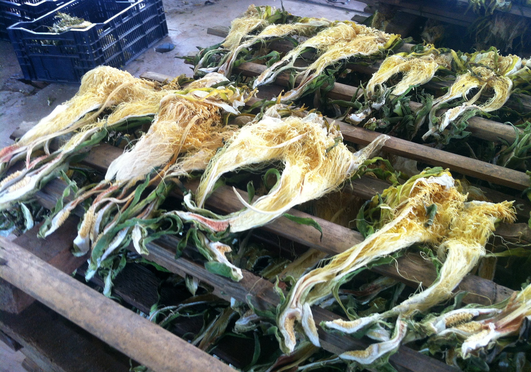 Co gi ben trong co so thu mua bong thanh long o Binh Thuan? hinh anh