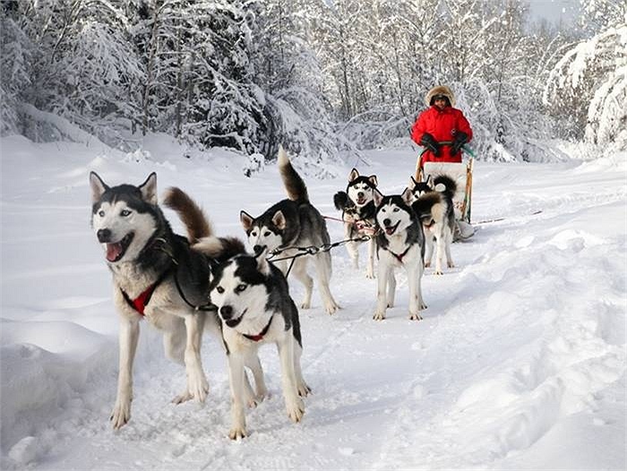 Công ty White Wilderness Sled Dog Adventures đưa ra tour trượt tuyết cùng chó kéo, ở trong các căn lều của người Mông Cổ và người Da Đỏ ở Minnesota (Mỹ).