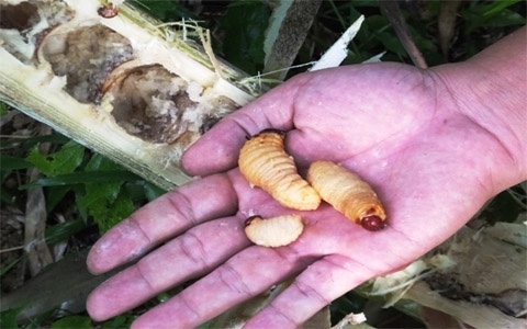 San dac san sau mang gia 200.000 dong/kg lam moi nhau hinh anh