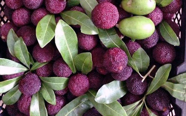 Dan Ha Noi chi tien trieu an trai cay rung hinh anh