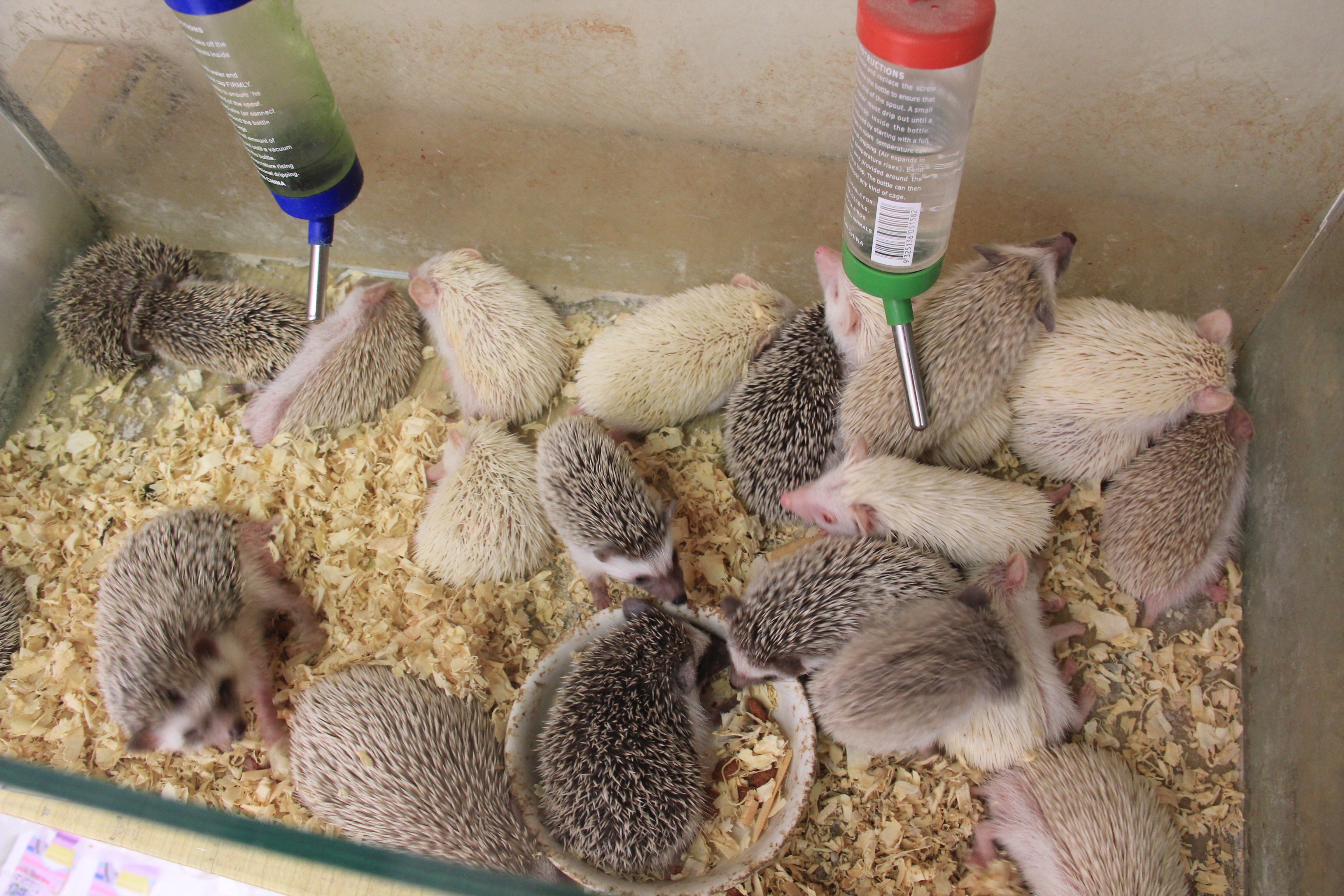 2,5 trieu dong/con nhim canh mau 'doc' hinh anh